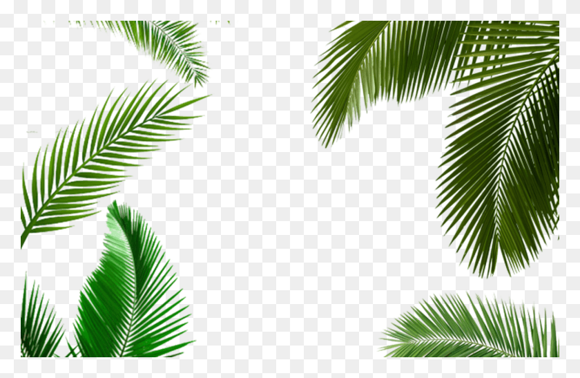 1368x855 Palm Tree Leaf Palm Tree Transparent Leaf Palm Tree Palm Tree, Green, Tree, Plant HD PNG Download