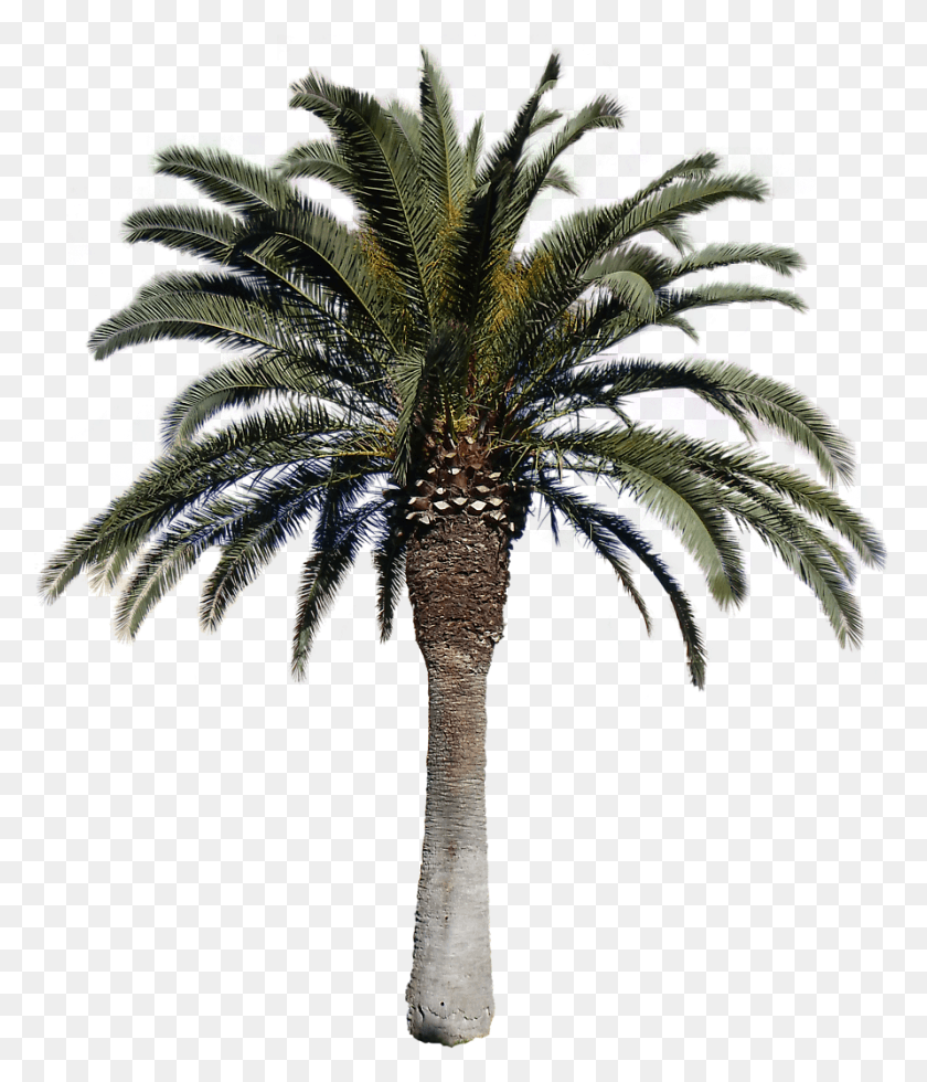 891x1052 Palm Tree Leaf Transparent Background Real Palm Tree, Tree, Plant, Arecaceae HD PNG Download