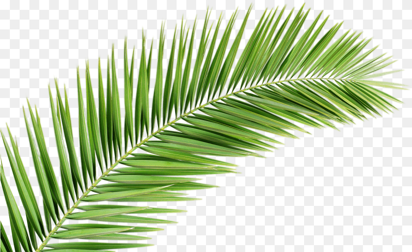 1252x766 Palm Tree Leaf Transparent Palm Tree Leaf, Plant, Green, Palm Tree, Vegetation Clipart PNG