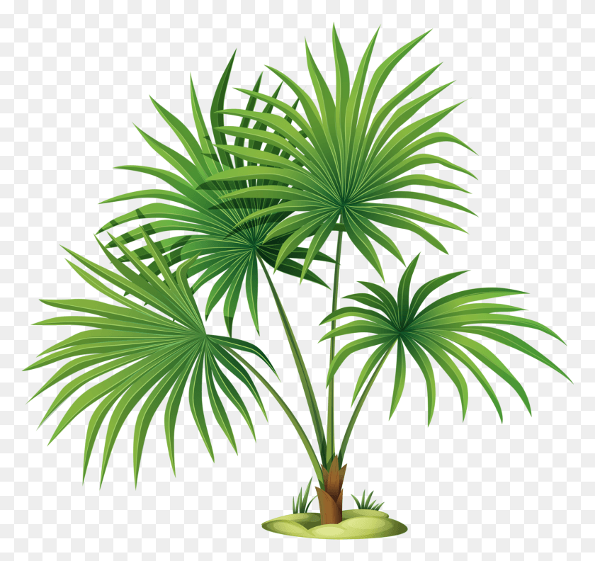 1601x1504 Palm Tree Leaves Clipart, Plant, Tree, Arecaceae HD PNG Download