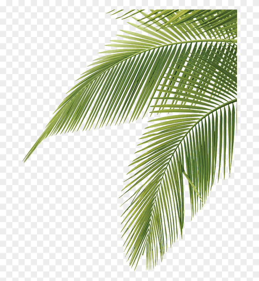 698x851 Palm Tree Leaves Palm Tree Leaves, Plant, Leaf, Tree HD PNG Download