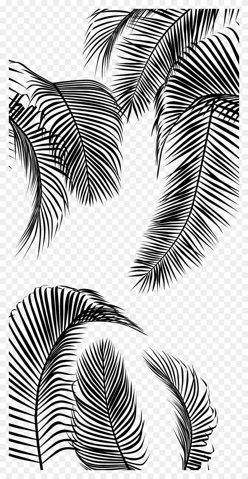 1772x3543 Palm Tree Leaves Palm Trees, Plant, Tree, Fern HD PNG Download