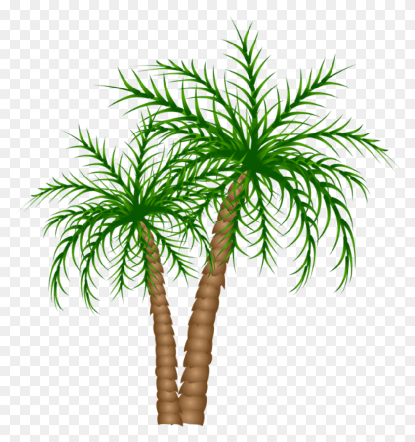 1589x1701 Palm Tree No Background, Tree, Plant, Arecaceae HD PNG Download