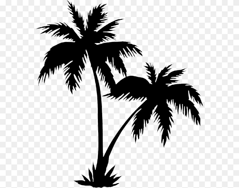 590x663 Palm Tree Silhouette, Art, Drawing, Palm Tree, Plant PNG