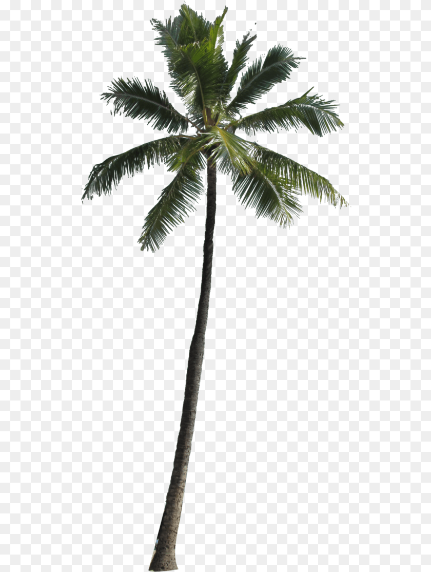 529x1114 Palm Tree Silhouette Clipart No Background Clipart Transparent Background Palm Tree, Leaf, Palm Tree, Plant, Food PNG