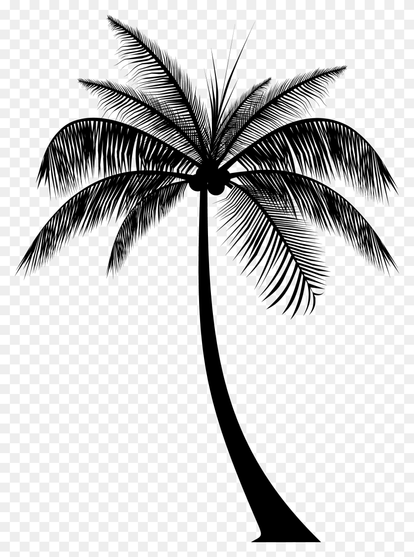 1948x2675 Palm Tree Silhouette Real Palm Trees Silhouette, Tree, Plant, Arecaceae HD PNG Download