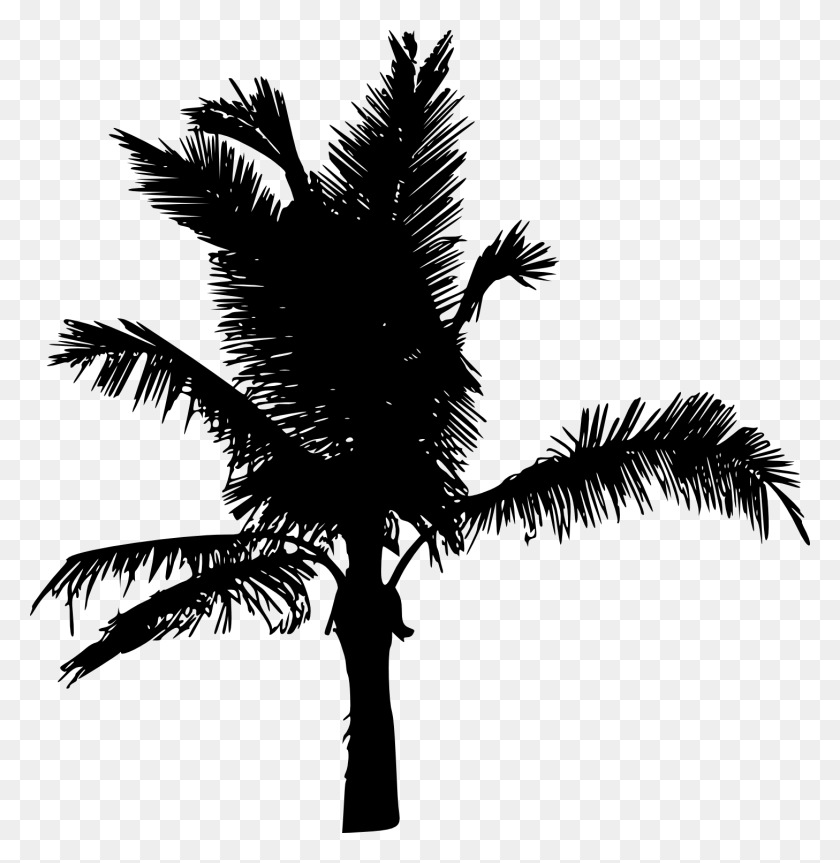 1457x1500 Силуэт Пальмы Vol Roystonea, Дерево, Растение Hd Png Скачать