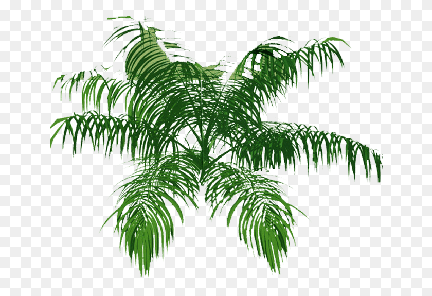 648x515 Palm Tree Top Plan Palm Tree, Plant, Fern, Tree HD PNG Download