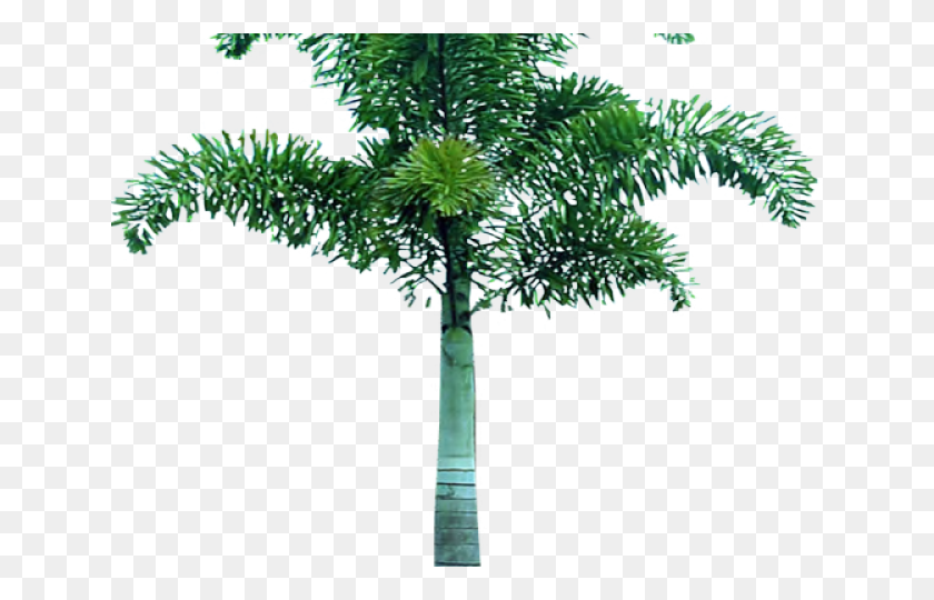 640x480 Palm Tree Transparent Images Picsart Tree, Plant, Arecaceae, Cross HD PNG Download