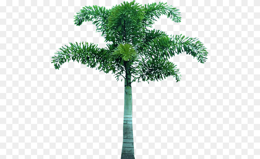 Palm Tree Tree Pic In, Palm Tree, Plant PNG