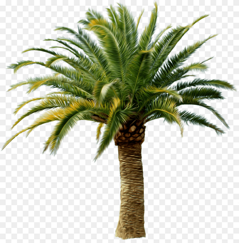 900x914 Palm Trees 1 Image Date Palm Tree, Palm Tree, Plant PNG