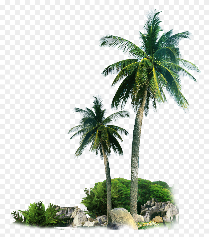 829x951 Palm Trees, Palm Tree, Tree, Plant HD PNG Download