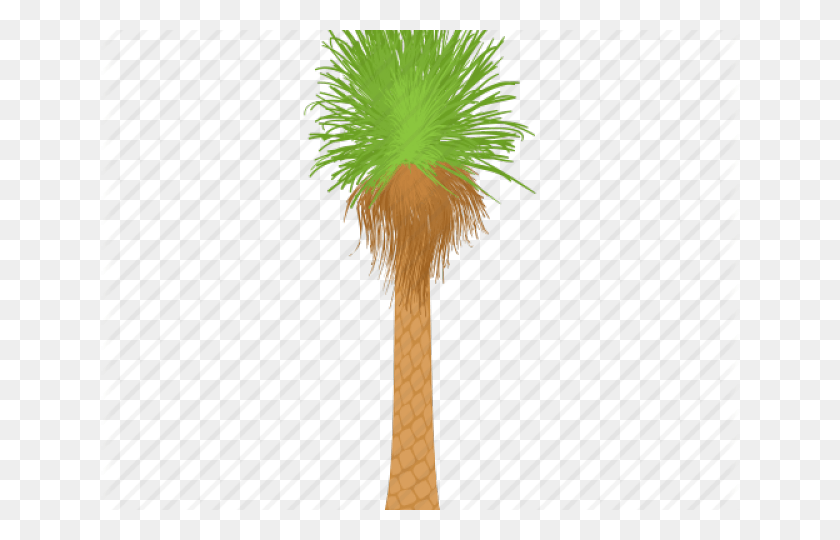 640x480 Palm Trees Cartoon Grass, Plant, Palm Tree, Tree HD PNG Download
