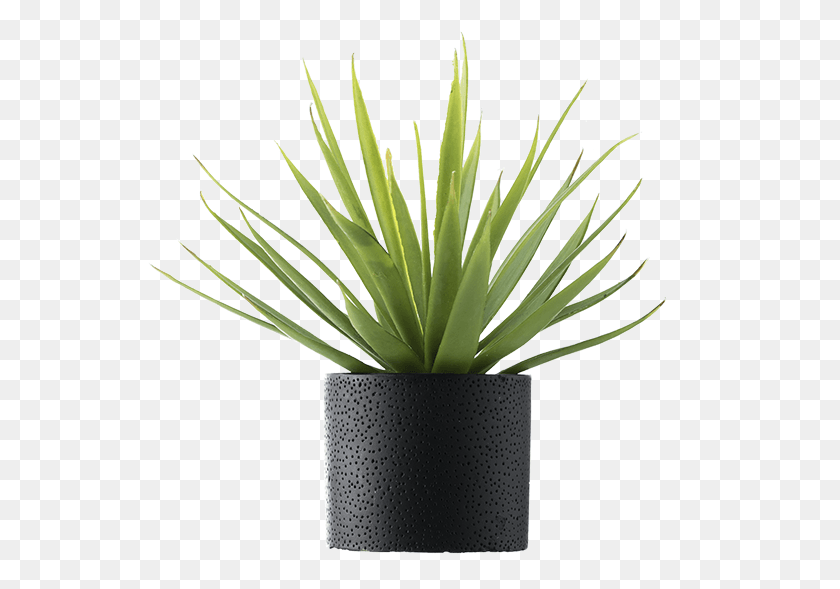 545x529 Palm Vase Solo Plants With Vase, Plant, Aloe, Agavaceae HD PNG Download