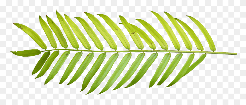 1561x599 Palm Watercolor Tropical Leaves, Leaf, Plant, Tree HD PNG Download