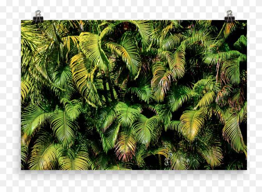 859x615 Palmas Mockup Transparent Transparent, Tree, Plant, Conifer HD PNG Download