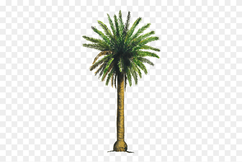 275x501 Palmera Datilera, Palm Tree, Tree, Plant HD PNG Download
