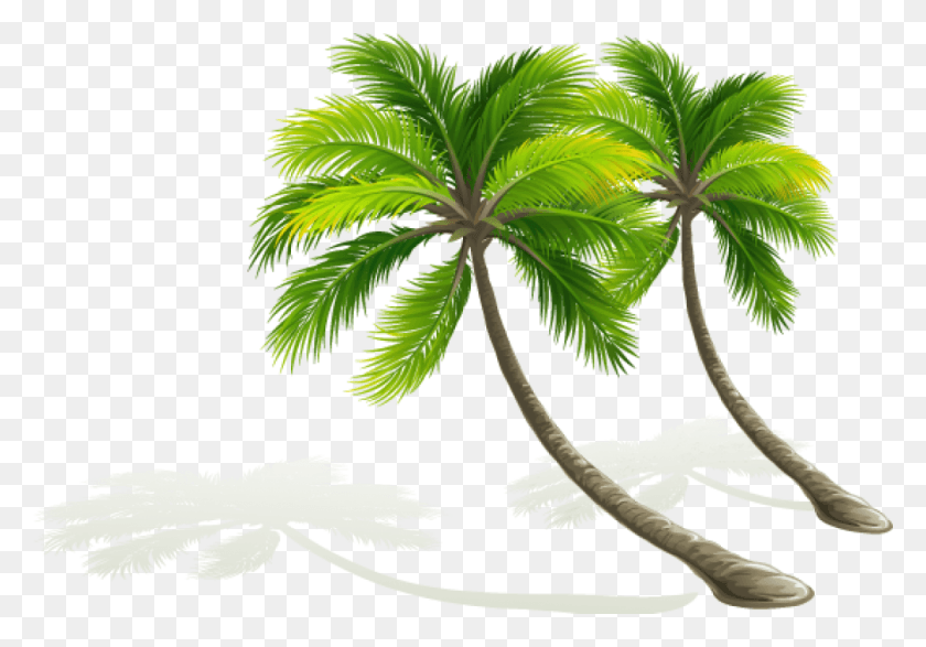 1000x676 Palmera Dibujo Coconut Tree Vector Transparent Arvores Tropicais, Plant, Tree, Palm Tree HD PNG Download