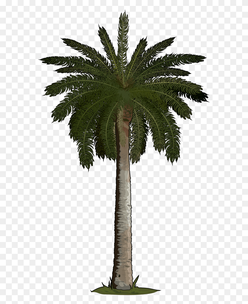 585x970 Palmera Silk Palm Tree, Tree, Plant, Arecaceae HD PNG Download