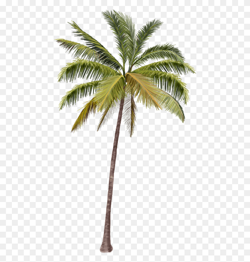 480x822 Palmeras Coconut Tree, Tree, Plant, Palm Tree HD PNG Download