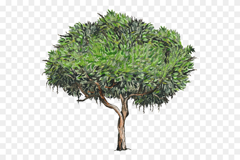 550x499 Palo De Mango Dibujo, Tree, Plant, Vegetation HD PNG Download