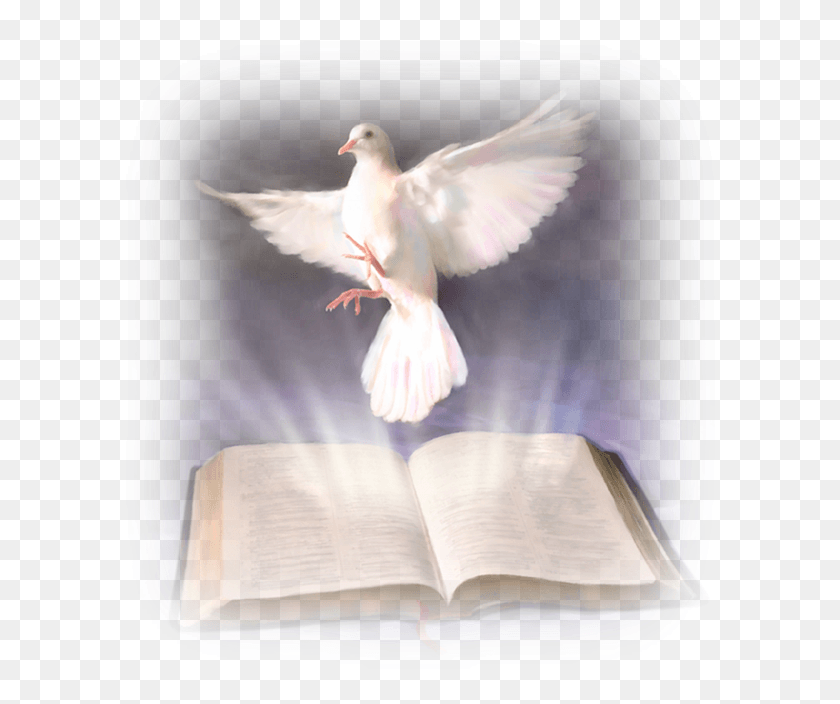 607x644 Paloma Confirmacion El Espiritu Santo Y La Biblia, Book, Bird, Animal Hd Png