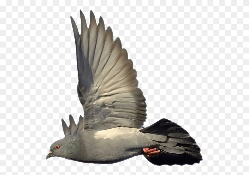 531x529 Paloma Paloma Silvestre Volando, Dove, Pigeon, Bird HD PNG Download