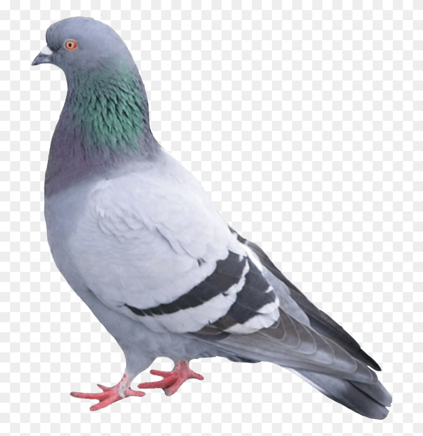719x806 Paloma Palomapopo Palomas Palomaurbana Pigeon Bird, Animal, Dove HD PNG Download