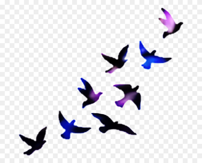 686x620 Palomas Its Time To Move, Bird, Animal, Plant HD PNG Download