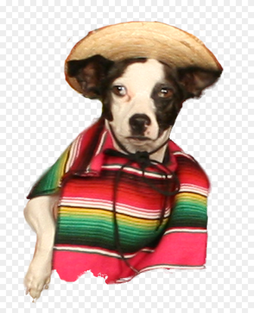 697x976 Pancho Villa Companion Dog, Clothing, Apparel, Person HD PNG Download