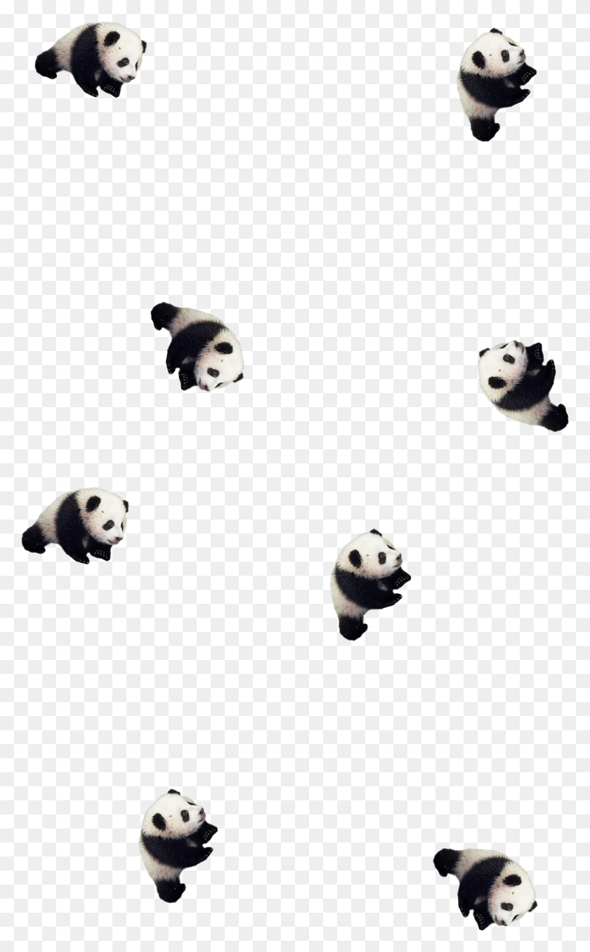 3802x6319 Panda Baby Panda Чехол Симпатичный Смартфон Samsung Panda Hd Png Скачать
