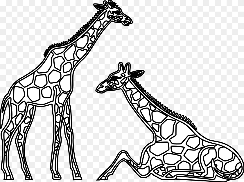 3333x2497 Panda Images Giraffes Clipart Black And White, Animal, Giraffe, Mammal, Wildlife Transparent PNG