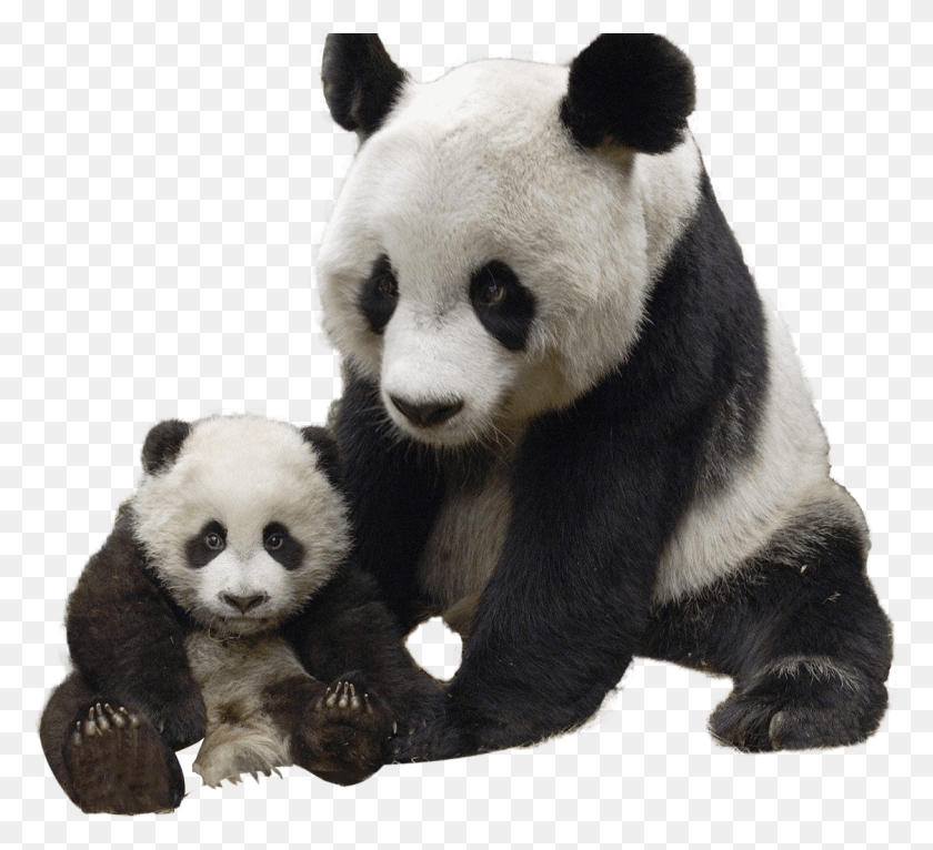 1124x1018 Panda Transparent Images Transparent Backgrounds Giant Panda, Giant Panda, Bear, Wildlife HD PNG Download