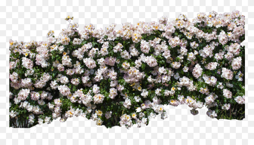 1025x552 Pano On The Wall Of Roses Wall Flower Rose, Plant, Blossom, Geranium HD PNG Download