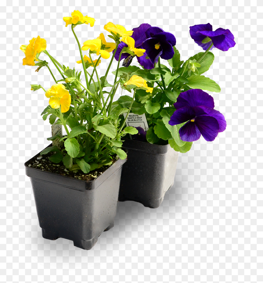 837x907 Pansies Pansies In Flats, Plant, Flower, Blossom HD PNG Download