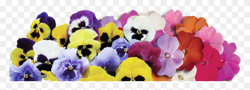 1031x324 Pansies Slide Pansy, Plant, Flower, Blossom HD PNG Download