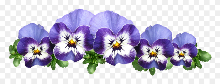 937x314 Pansies Violas Flowers Plant Garden Viola Flower Free, Blossom, Iris, Geranium HD PNG Download