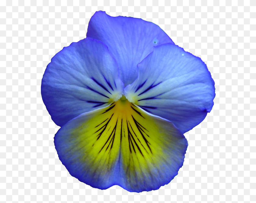 580x606 Pansy Clipart Transparent Blue And Yellow Pansy, Plant, Flower, Blossom HD PNG Download