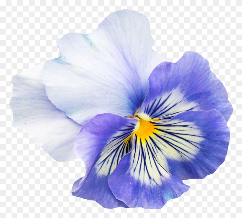 1316x1177 Pansy Flower Image Pansy, Plant, Iris, Blossom HD PNG Download