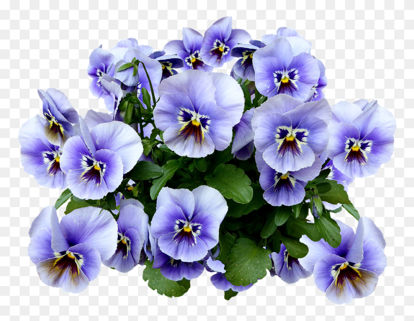 929x704 Цветок Анютины Глазки Весенний Цветок Синий Цветок Анютины Глазки, Растение, Герань, Лепесток Hd Png Скачать