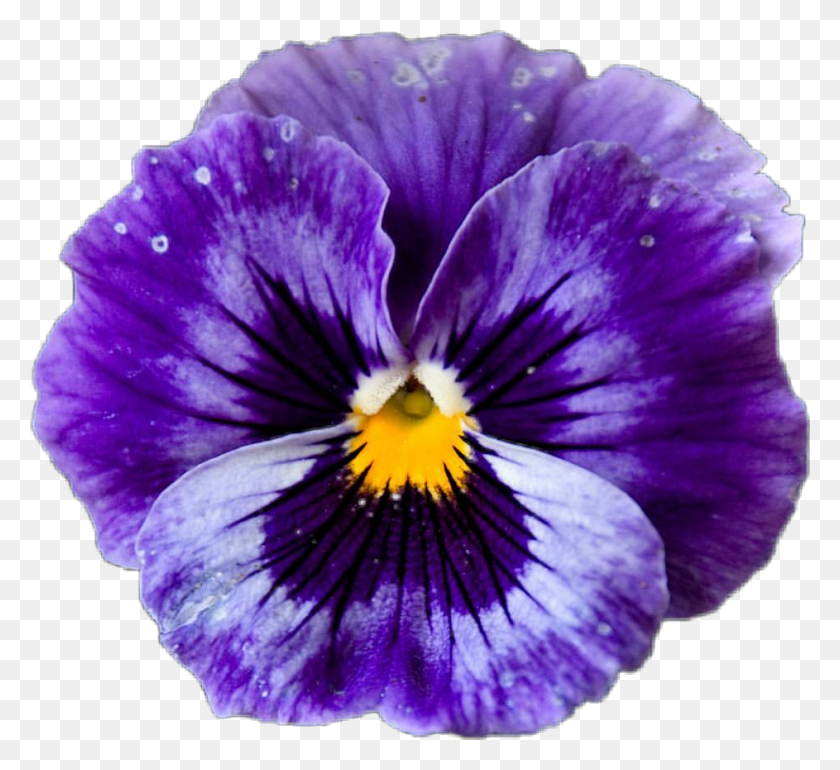 943x859 Descargar Png / Pansy Sticker Pansy Png