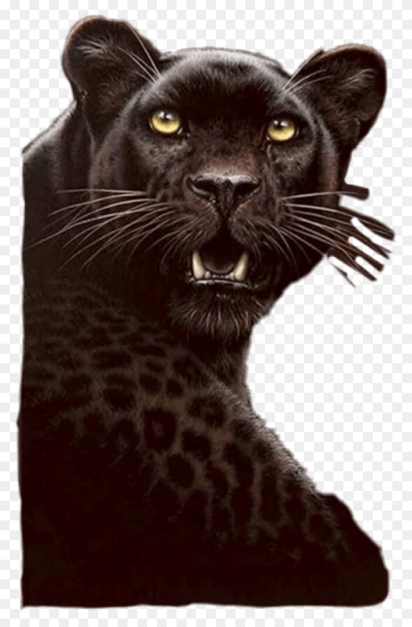 1024x1598 Pantera Sticker Black Cheetah, Wildlife, Animal, Panther HD PNG Download