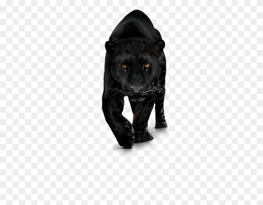 1401x1069 Пантера Изображение Пантера, Дикая Природа, Млекопитающее, Животное Hd Png Скачать