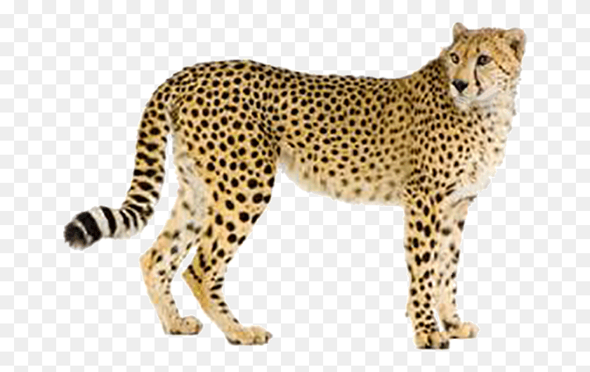 662x469 Пантера Леопард Ягуар Леопард Гепард Гепард Животное Стоящий Гепард, Дикая Природа, Млекопитающие Hd Png Скачать