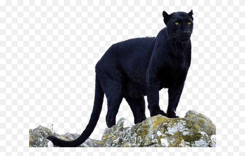 641x474 Panther Transparent Images Black Panther Animal, Wildlife, Mammal, Leopard HD PNG Download