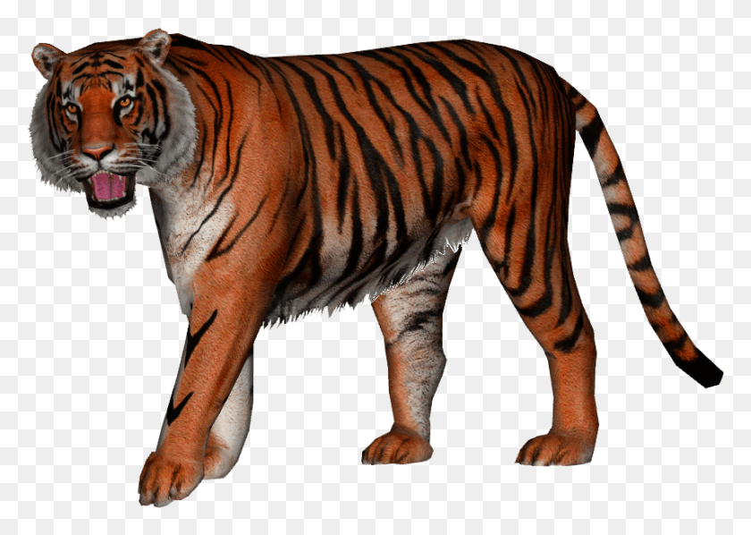 859x593 Panthera Zdanskyi, Tiger, Wildlife, Mammal HD PNG Download