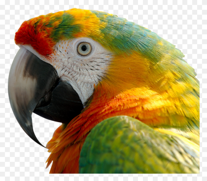 1222x1063 Papagj Ara, Bird, Animal, Macaw HD PNG Download