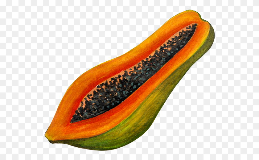 554x459 Papaya, Planta, Fruta, Alimentos Hd Png