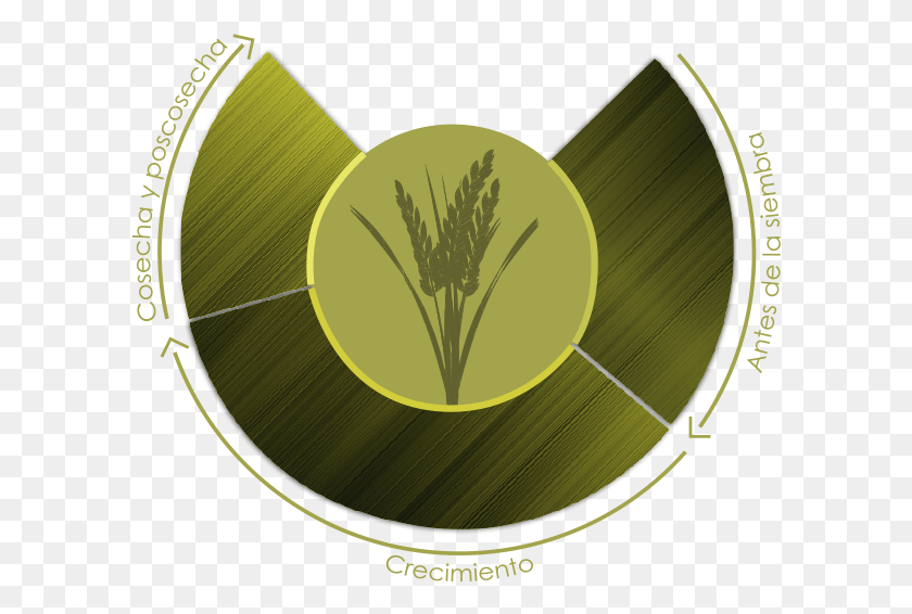 599x506 Paper, Plant, Vegetation, Vegetable HD PNG Download
