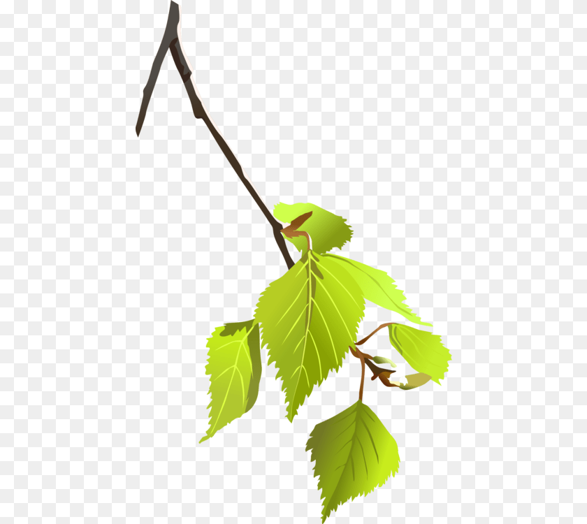 453x750 Paper Birch Leaf Tree Branch Computer Icons, Plant, Person, Herbal, Herbs Clipart PNG